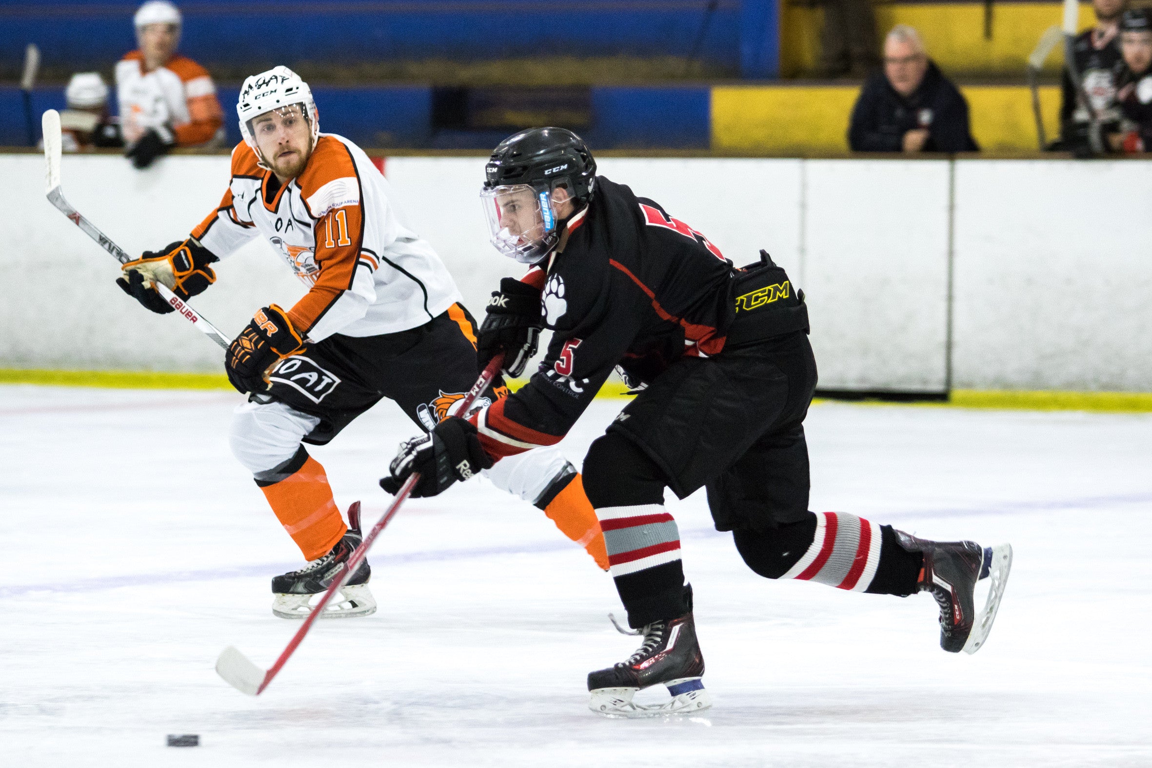 Game Preview: Sydney Bears vs Melbourne Mustangs